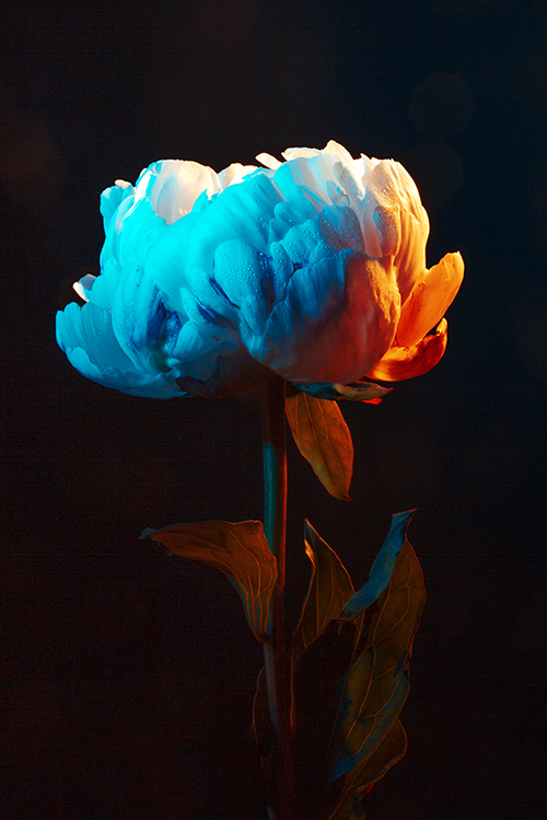 Pivoine
